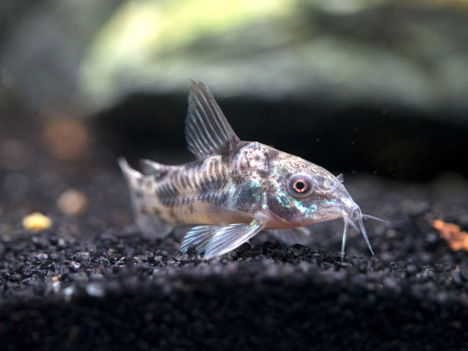 Corydoras Peppered - Corydoras paleatus