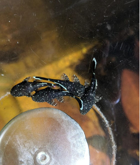 Peppermint Bristlenose Pleco - Ancistrus sp.
