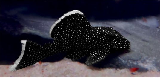 Peppermint Bristlenose Pleco - Ancistrus sp.