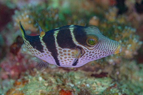 Valentini puffers - Canthigaster valentini
