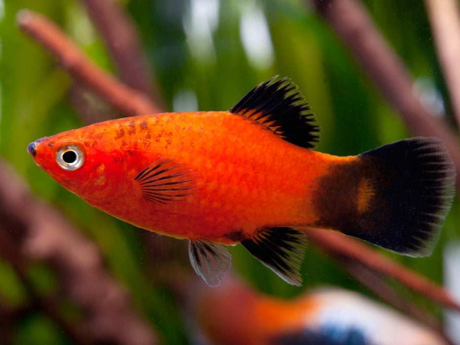 Assorted Variatus Platy Assorted - Xiphophorus variatus — Sydney City Aquarium