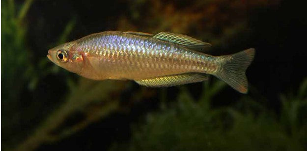 Pygmaea Rainbow - Melanotaenia pygmaea