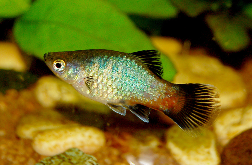 Platy Assorted - Xiphophorus variatus