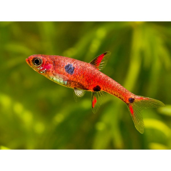 Maculata rasbora (Dwarf Rasbora) - Boraras maculatus