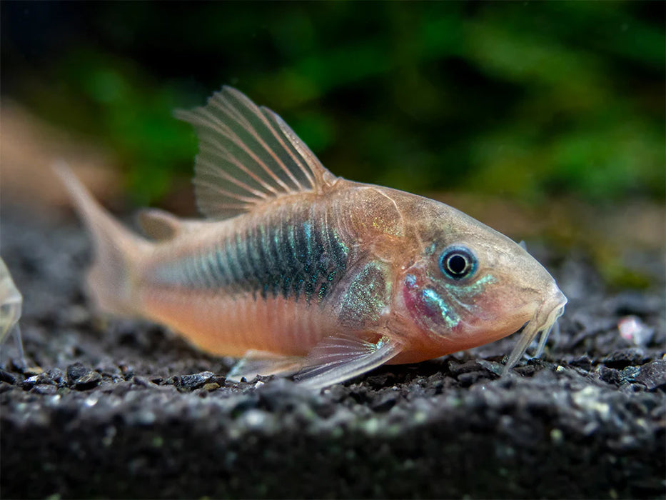 Corydoras Bronze - Corydoras aeneus