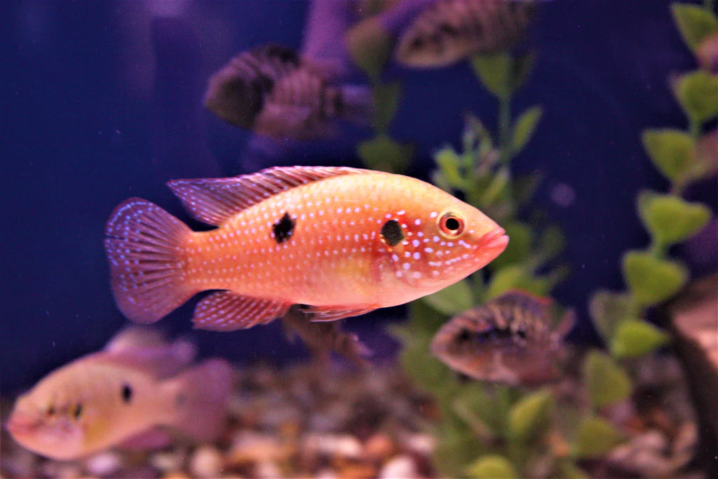 red jewel cichlid