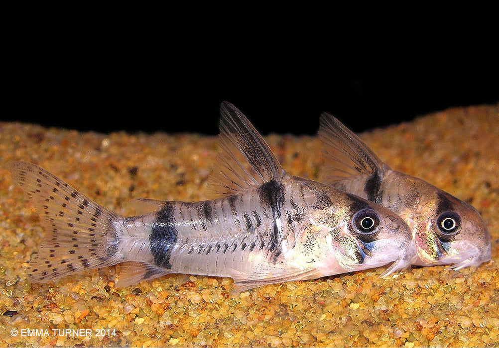 Corydoras Reynold - Corydoras reynoldsi