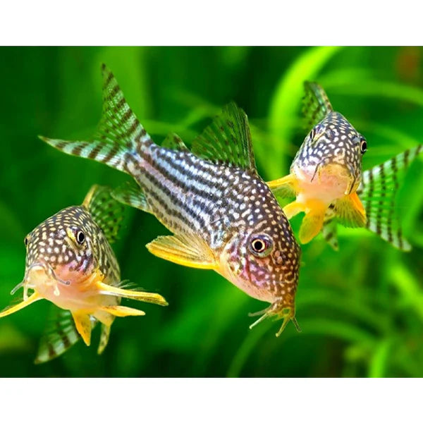 Corydora Sterbai - Sterbai Cory