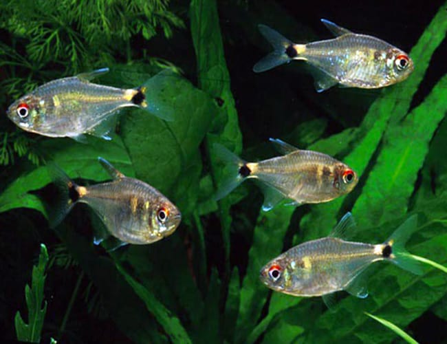Head-and-tail light Tetra - Hemigrammus ocellifer