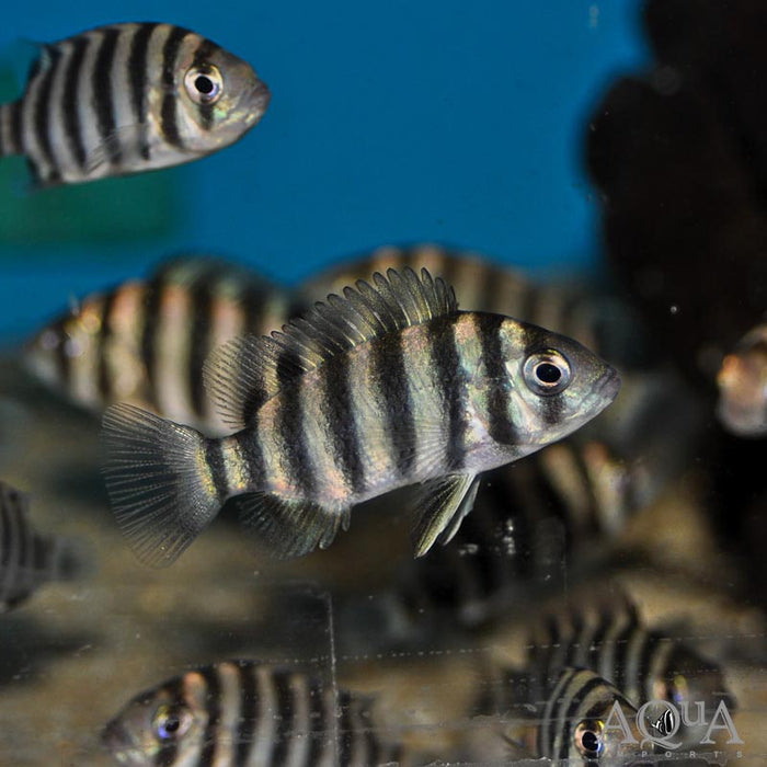 Zebra cichlid - Tilapia butterkofferi