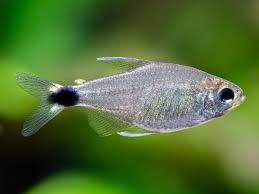 Veilfin Tetra - Hyphess Elachys