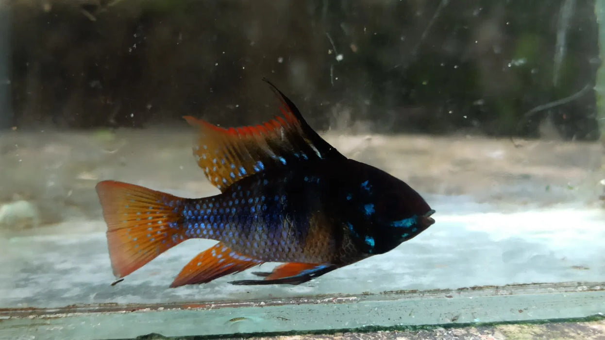 Blue & Black Ram - Mikrogeophagus ramirezi