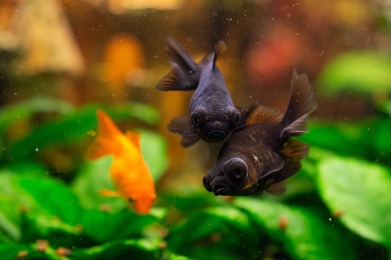 Goldfish Black Moor - Carassius auratus