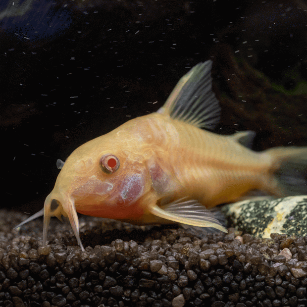 Corydoras Peppered Albino - Hoplisoma paleatum