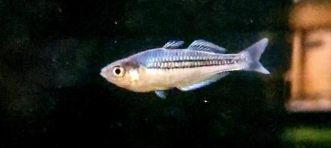 pygmaea rainbow