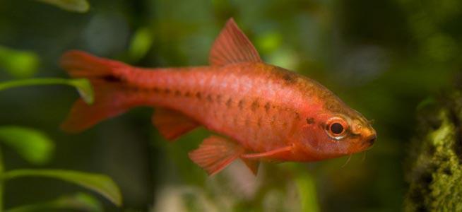 longfin cherry barbs