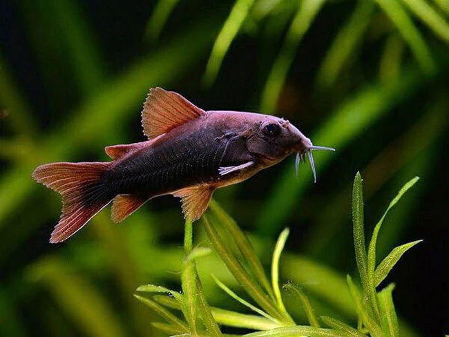 Corydoras Venezuelanus Black - Corydoras schultzei black