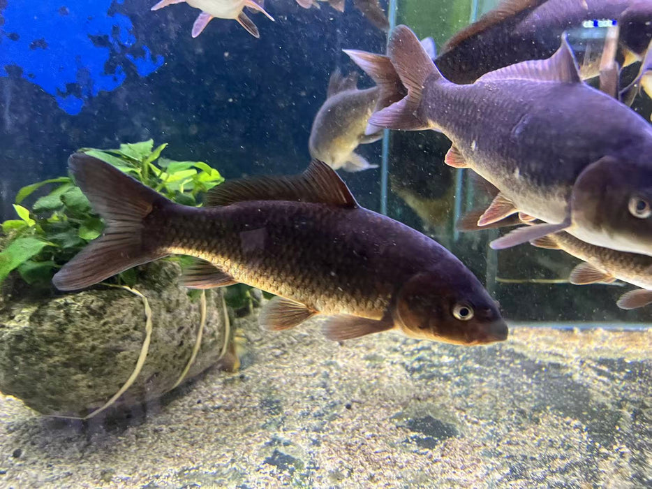 fish pond accessories sydney Black Koi Fish