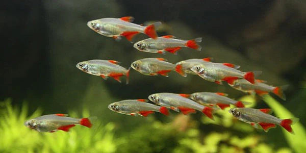 Bloodfin Tetra - Aphyocharax anisitsi