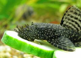 Common Bristlenose Catfish - Ancistrus cf. cirrhosus