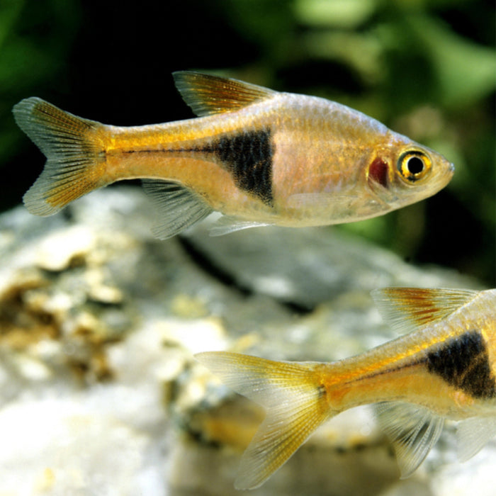 Harlequin Rasbora - large