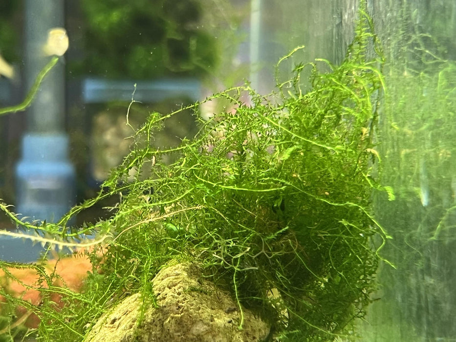 Java Moss (1cm Golf Ball Size) — Sydney City Aquarium