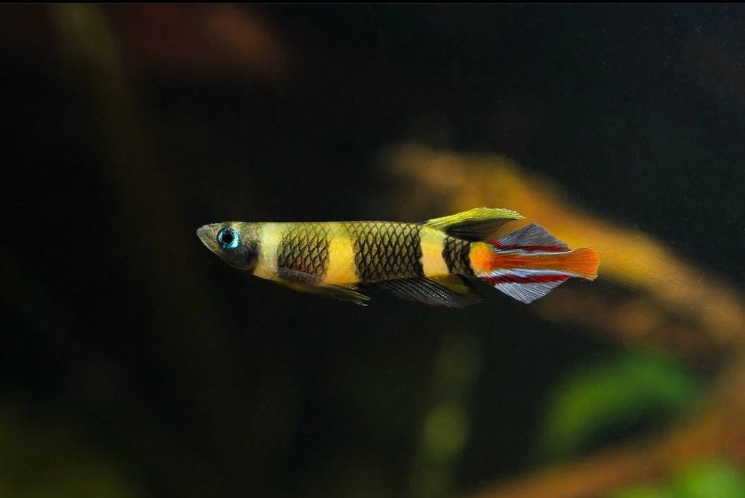 Clown Panchax KilliFish - Epiplatys Annulatus