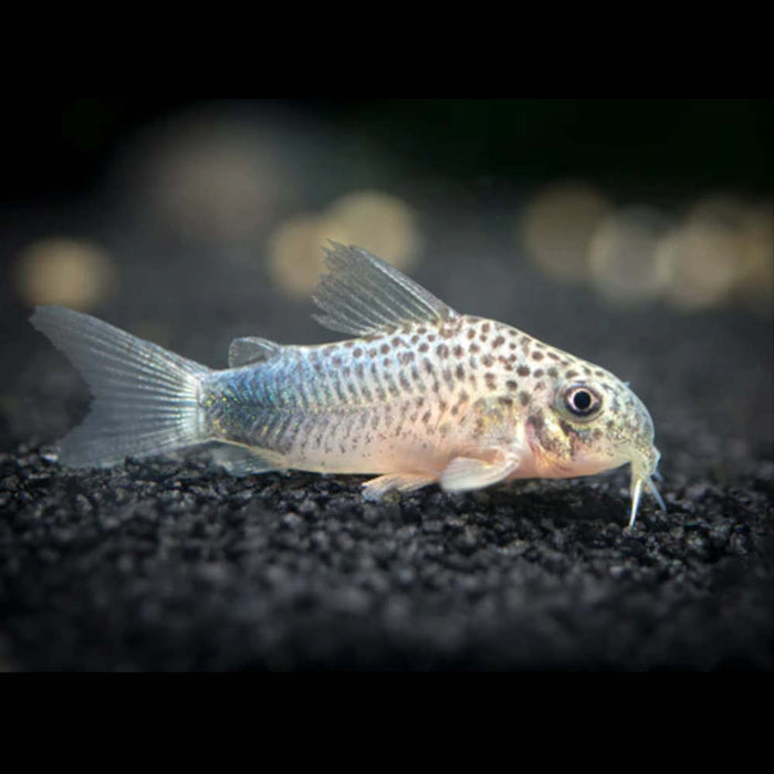 Smudge Spotted Cory - Corydoras Similis