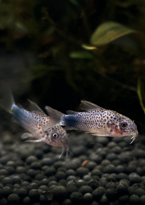 Smudge Spotted Cory - Corydoras Similis