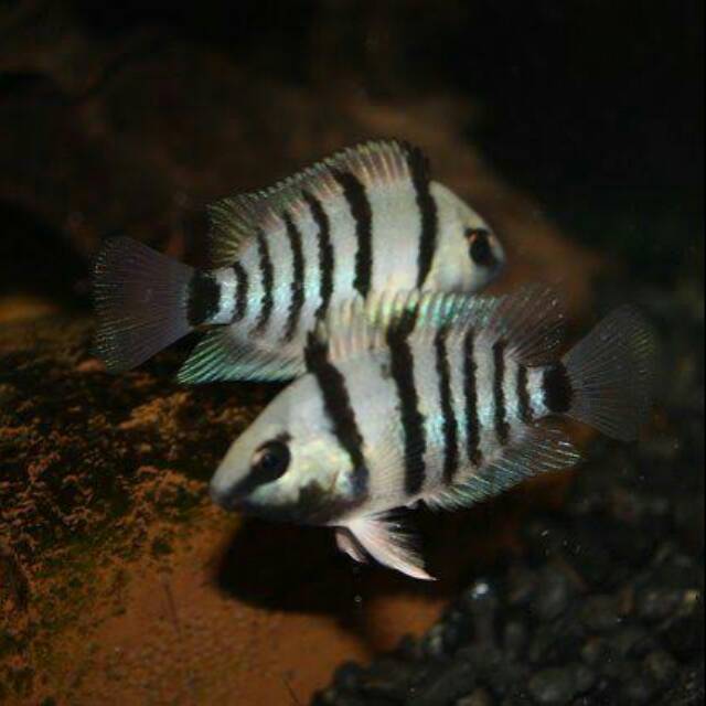 Blue eye cichlid - Cryptoheros spilurus