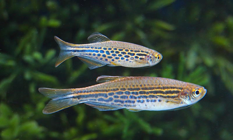 Leopard Danio - Danio rerio