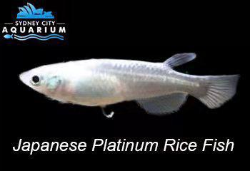 Japanese Rice Fish - Platinum Madaka