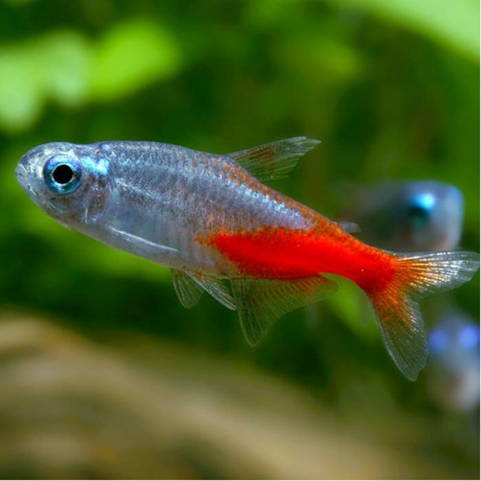 Diamond Head Neon Tetra - Paracheirodon innesi var.