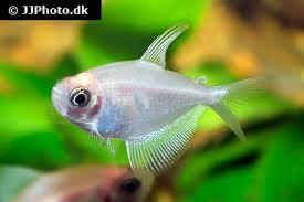 White Tetra