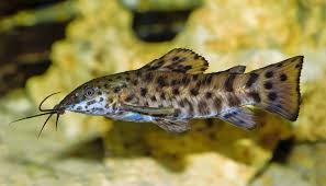 Hoplo catfish