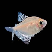 White Tetra