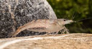 Amano Shrimp - Caridina multidentata