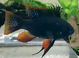 Dark Knight Ram Cichlid (Mikrogeophagus ramirezi)
