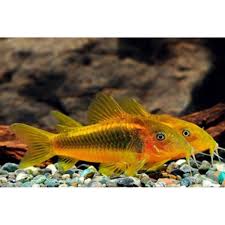 Corydoras Gold Laser - Corydoras sp. CW010