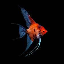 Red Devil Angelfish