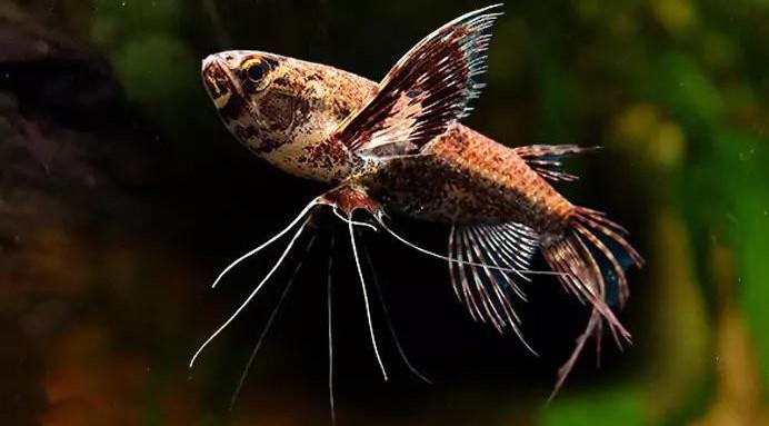 African Butterfly Fish - Pantodon buchholzi — Sydney City Aquarium
