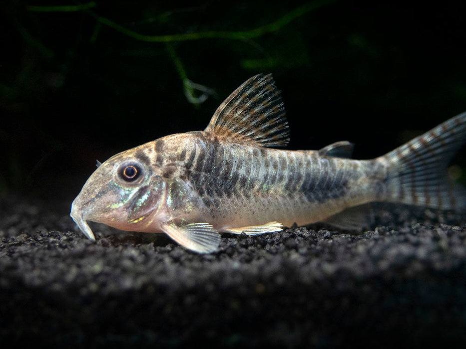 Corydoras Elisae - Corydoras ellisae Gosline