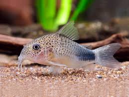 Smudge Spotted Cory - Corydoras Similis — Sydney City Aquarium