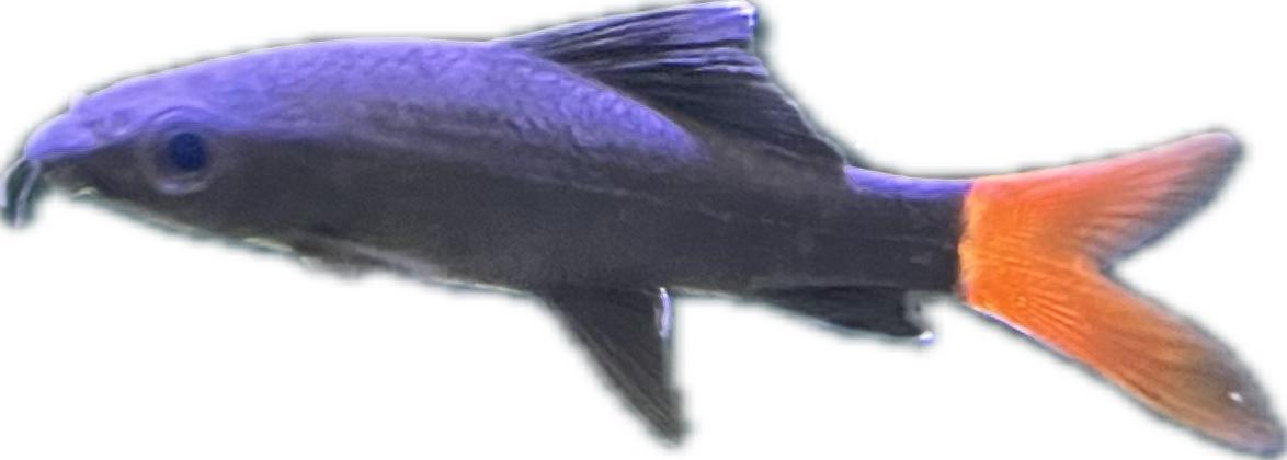 Red Tail Shark (Red-tailed black shark) Epalzeorhynchos bicolor