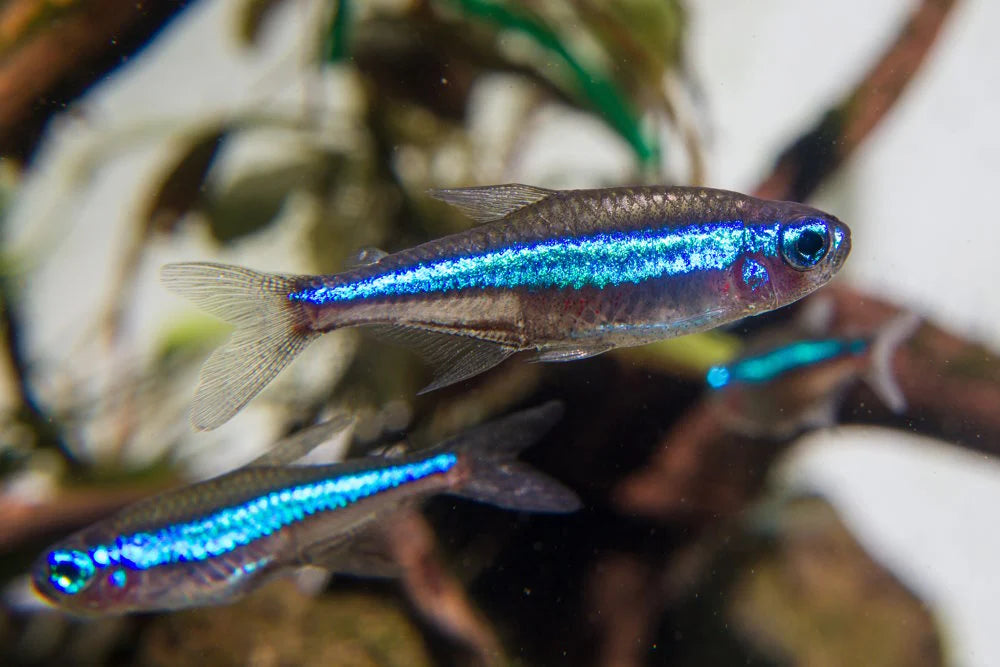 Green Neon Tetra - Paracheirodon innesi
