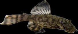 L519 Honeycomb Bristlenose Pleco - Ancistrus sp. L519 — Sydney City ...