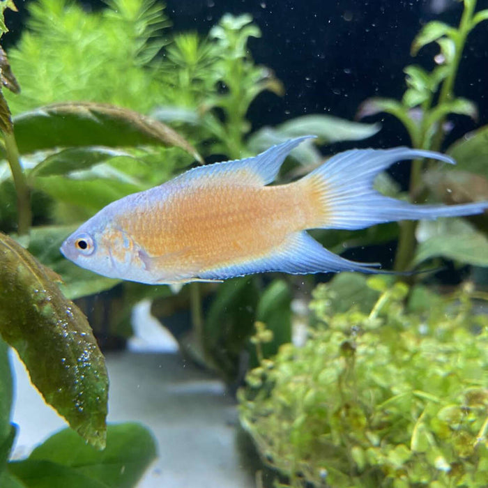 Fire and Ice Paradise Fish  - Macropodus opercularis "Fire and Ice"