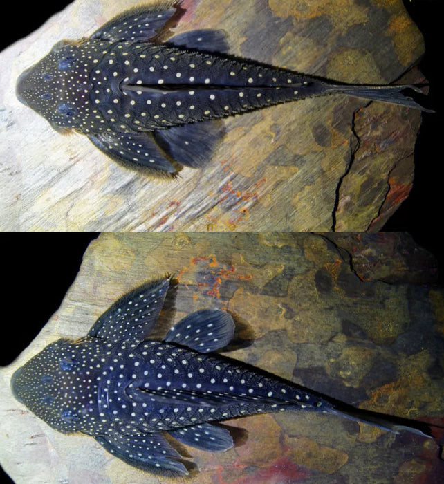 Blue Phantom L128 - Hemiancistrus sp. L128 Breeding Pair
