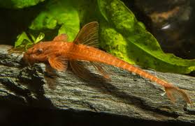 Common Whiptail Catfish (Rineloricaria eigenmanni)