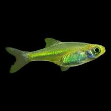 Green Neon Rasbora (Microdevario kubotai) 3cm